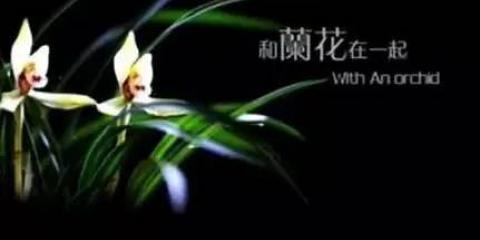 with an orchid用了多少乐器